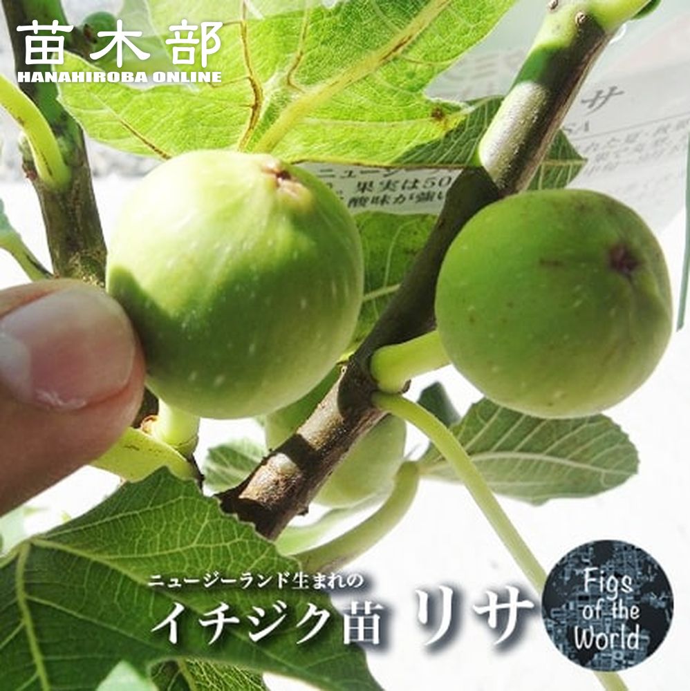 楽天市場】いちじく 【レディホワイト】 1年生苗 : 苗木部 by 花