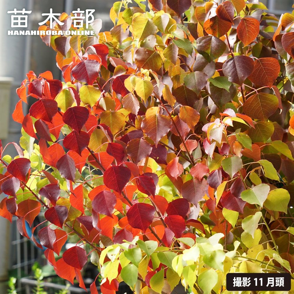 楽天市場】クロモジ （黒文字） 根巻き苗 : 苗木部 by 花ひろば