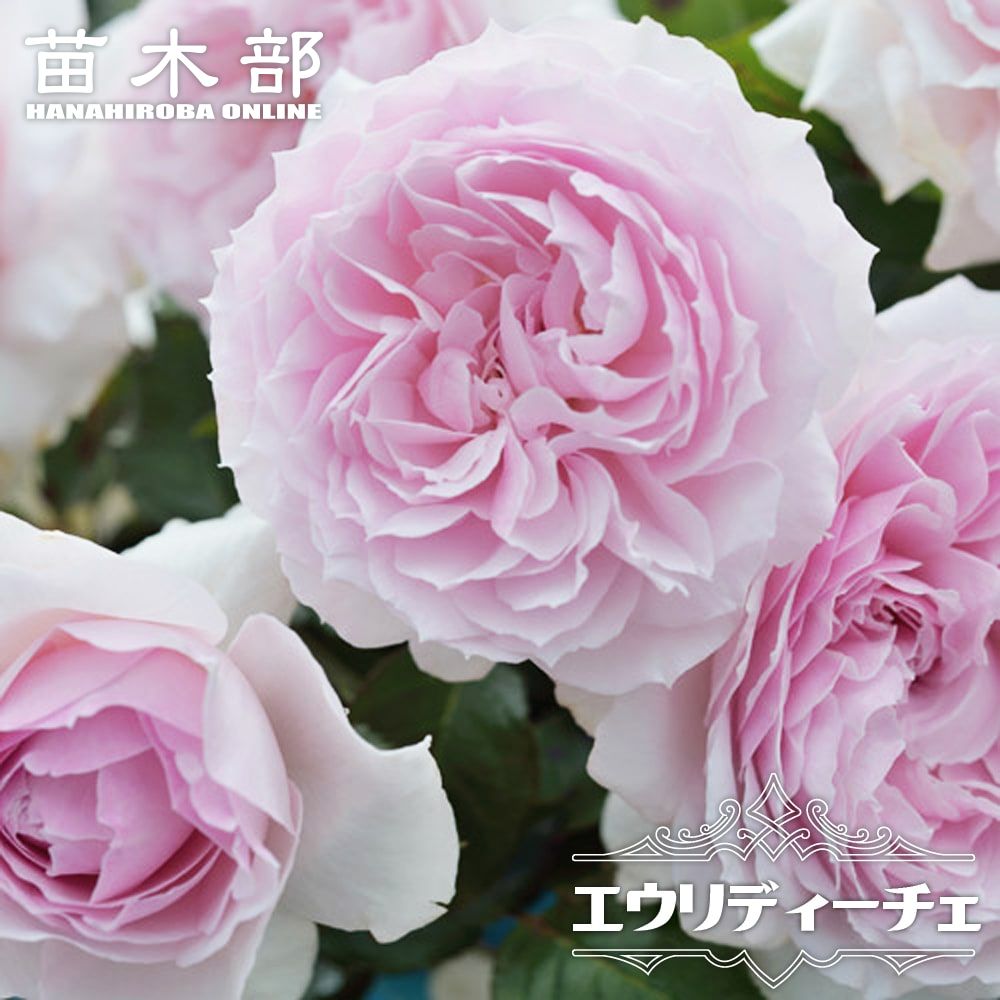 楽天市場】四季咲き強香バラ苗 【フレグランスオブフレグランシズ】 2