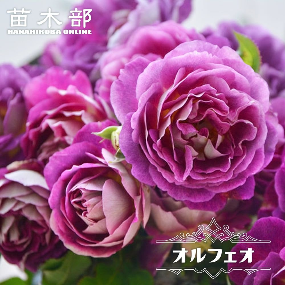 四季咲き半つるバラ 【オルフェオ】 2年生大苗 登録品種・品種登録