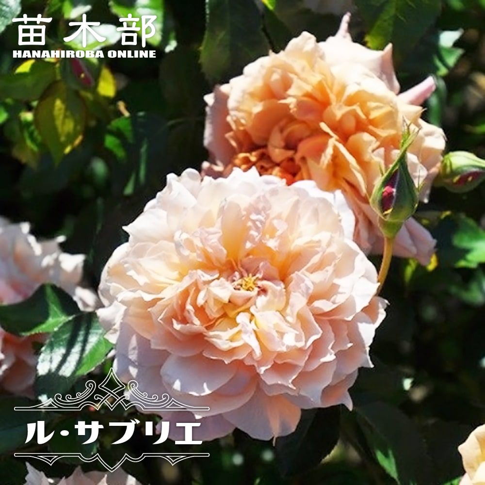 四季咲きバラ苗 【ルサブリエ】 2年生大苗 契約品種