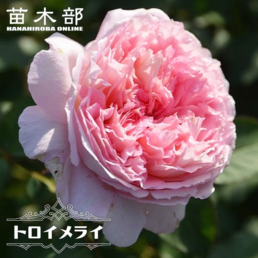 楽天市場】四季咲きバラ苗 【マイローズ】 （ロサオリエンティス) 2