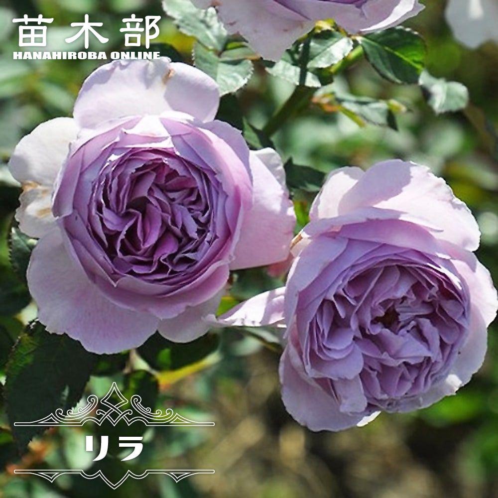 楽天市場】四季咲き半つるバラ 【コフレ】 2年生大苗 登録品種・品種