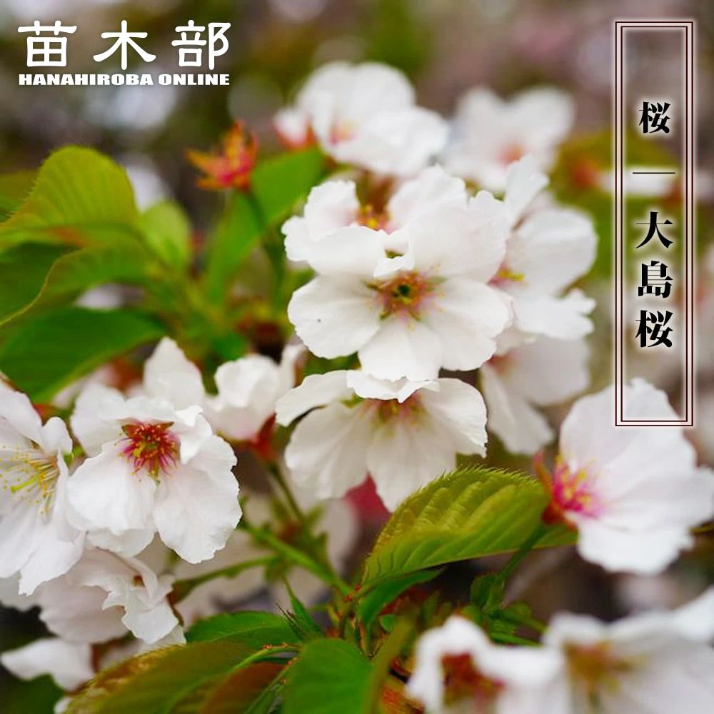 楽天市場】バンクシア・ヘアピン （スピヌロサ） 5号ポット苗 : 苗木部