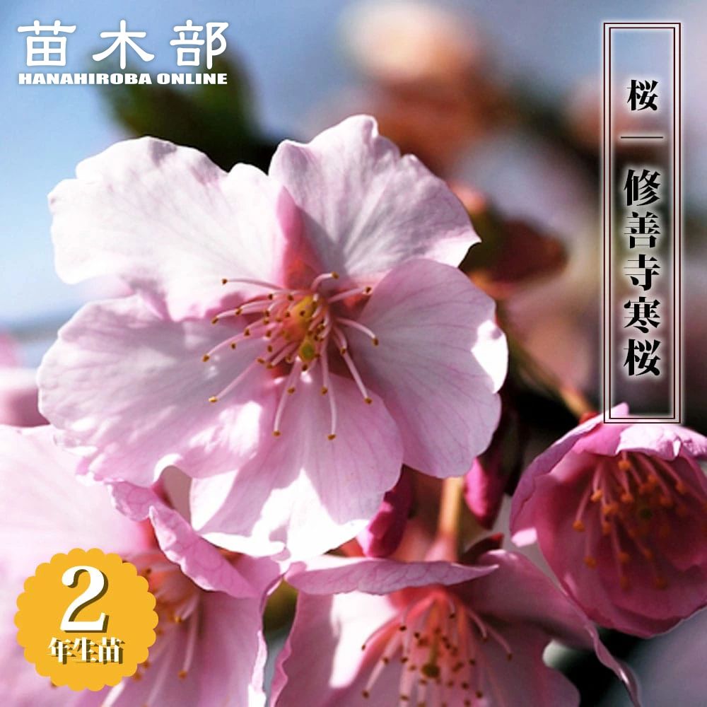 楽天市場】さくら 【山桜 （やまざくら）】 2年生 接木苗 6号ロング