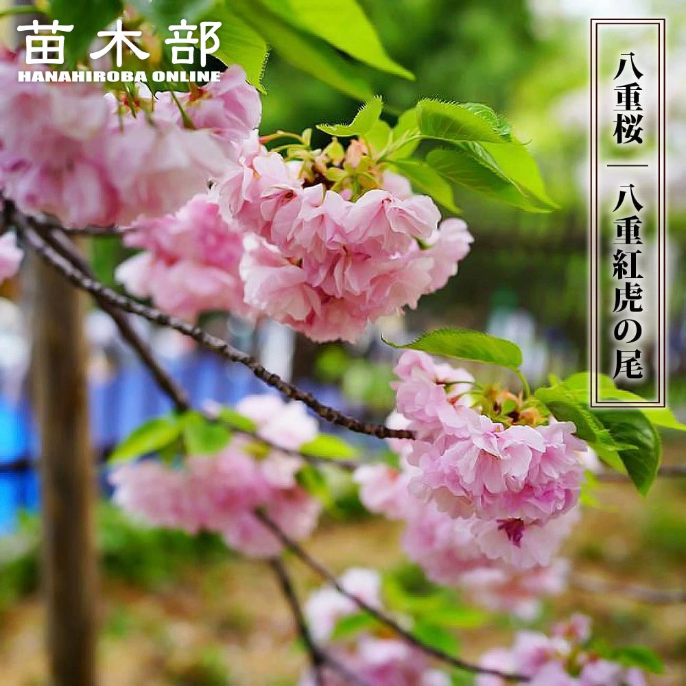 八重桜※プロフ必読 八重紫桜（富山林試系） | 桜図鑑｜公益財団法人日本花の会