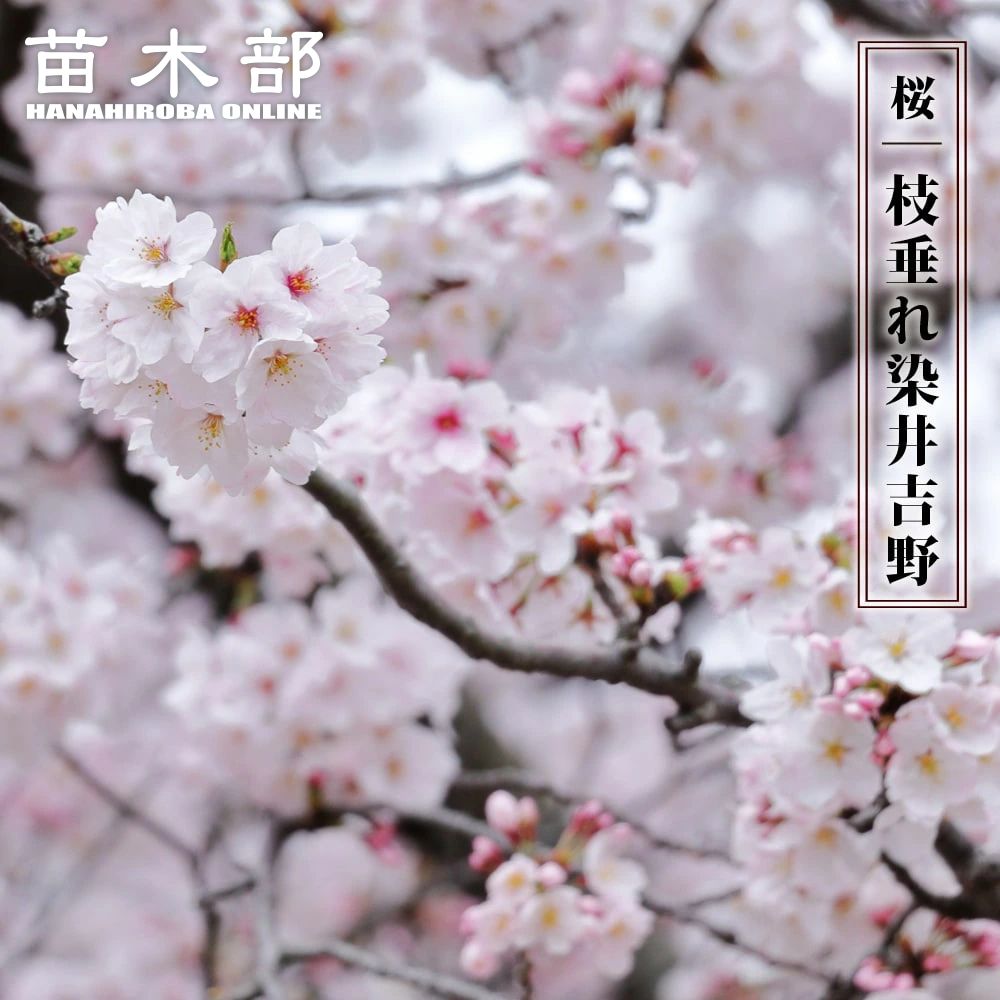 楽天市場】富士桜 【富士しだれ】 接木 4号ポット苗 : 苗木部 by 花