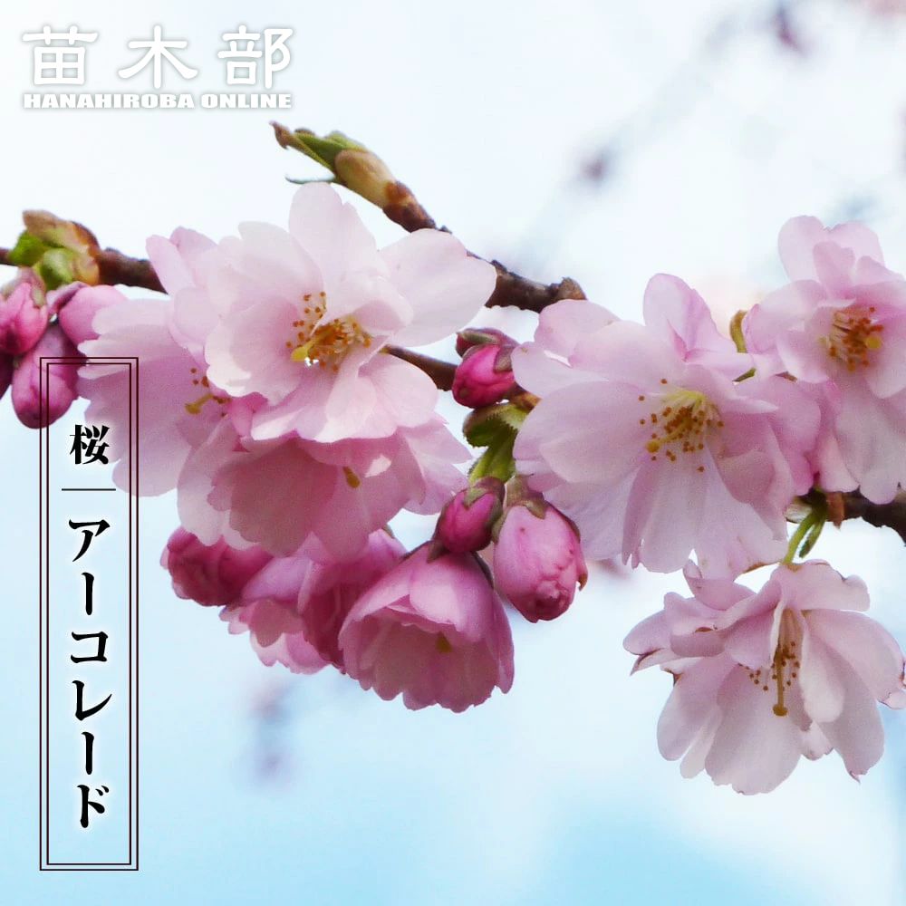 楽天市場】二季咲き桜 【大阪冬桜】 1年生接木苗 : 苗木部 by 花