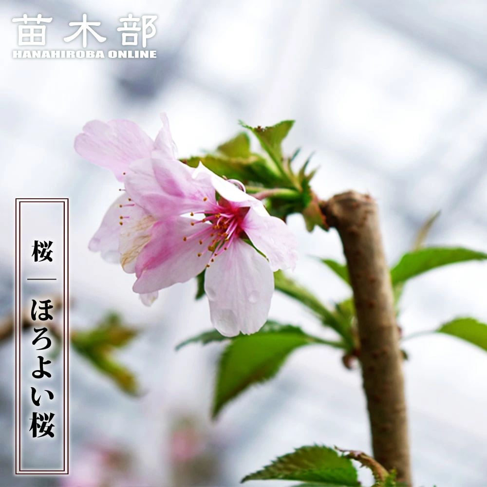 楽天市場】しだれ桜 【雨情枝垂れ桜 （うじょうしだれ）】 1年生接木苗