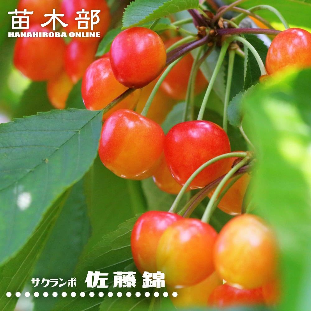 楽天市場】1本でなるさくらんぼの木 【紅きらり】 2年生接木苗