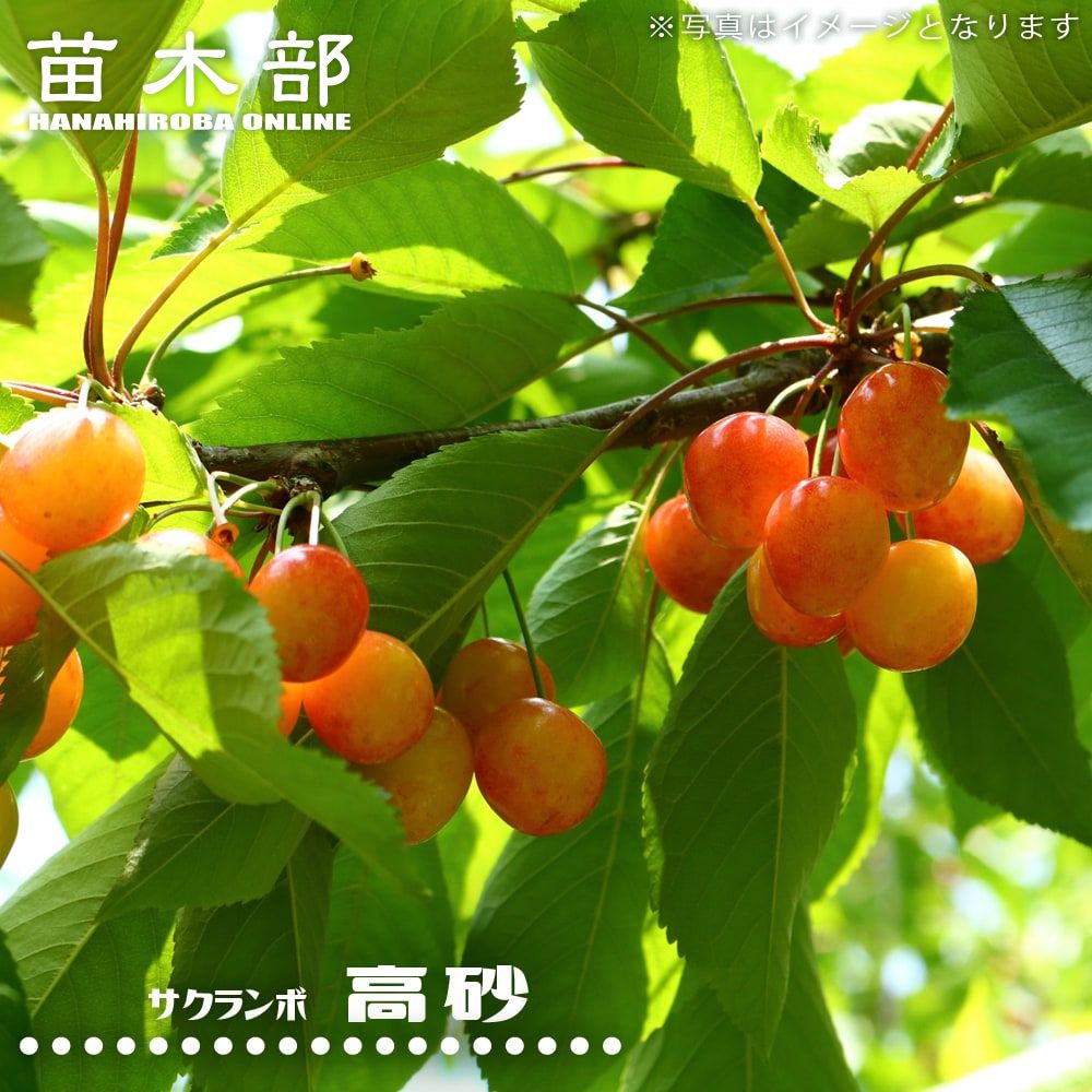一本で実る！サクランボ コンパニオンプランツ苗木　紅きらり　2メートル 一本で実る！サクランボ コンパニオンプランツ苗木 紅きらり 2メートル