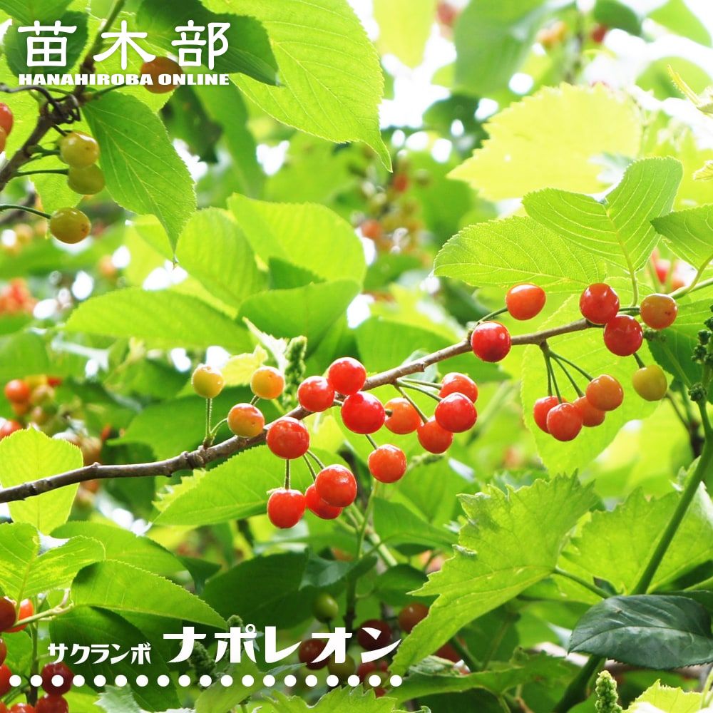 一本で実る！サクランボ コンパニオンプランツ苗木　紅きらり　2メートル 楽天市場】1本でなるさくらんぼの木 【紅きらり】 2年生接木苗