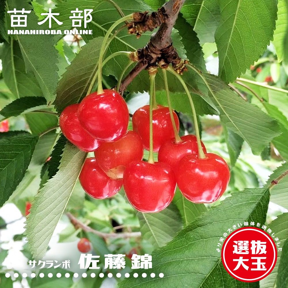 楽天市場】1本でなるさくらんぼの木 【紅きらり】 2年生接木苗