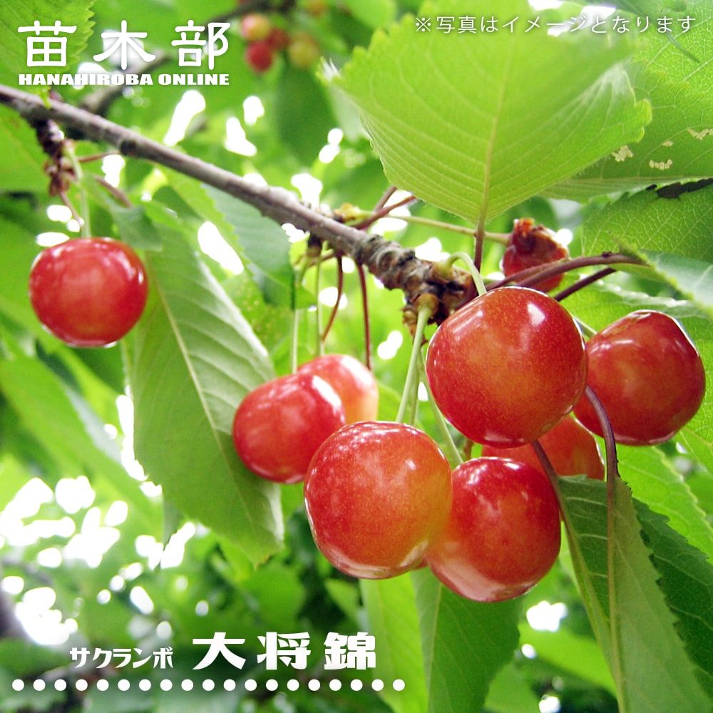 楽天市場】1本でなるさくらんぼの木 【紅きらり】 1年生接木苗 : 苗木