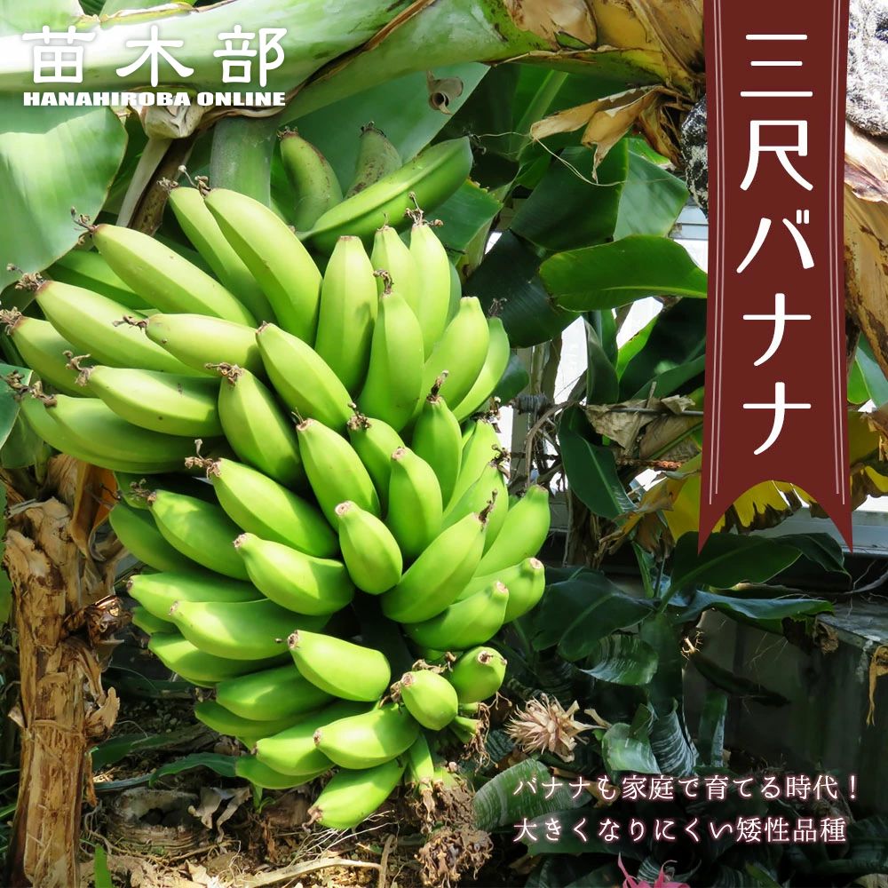 6本セット！バショウ・ジャパニーズバナナ 81HuM74eKUL._UF894,1000_QL80_.jpg