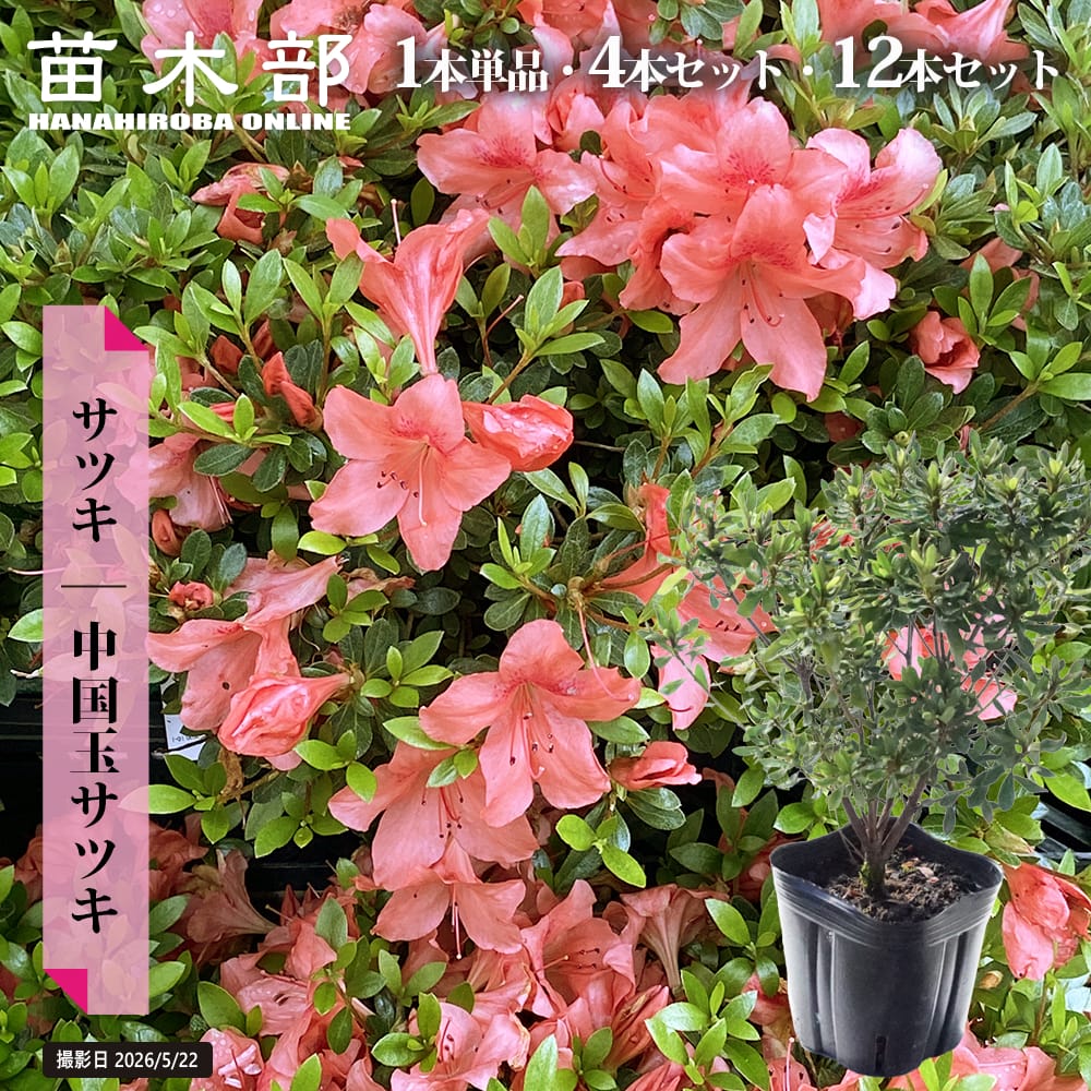 さつき 苗 【中国玉サツキ】 4号ポット苗木 単品 or 4本セット or 12本セット｜苗木部 ｂｙ 花ひろばオンライン