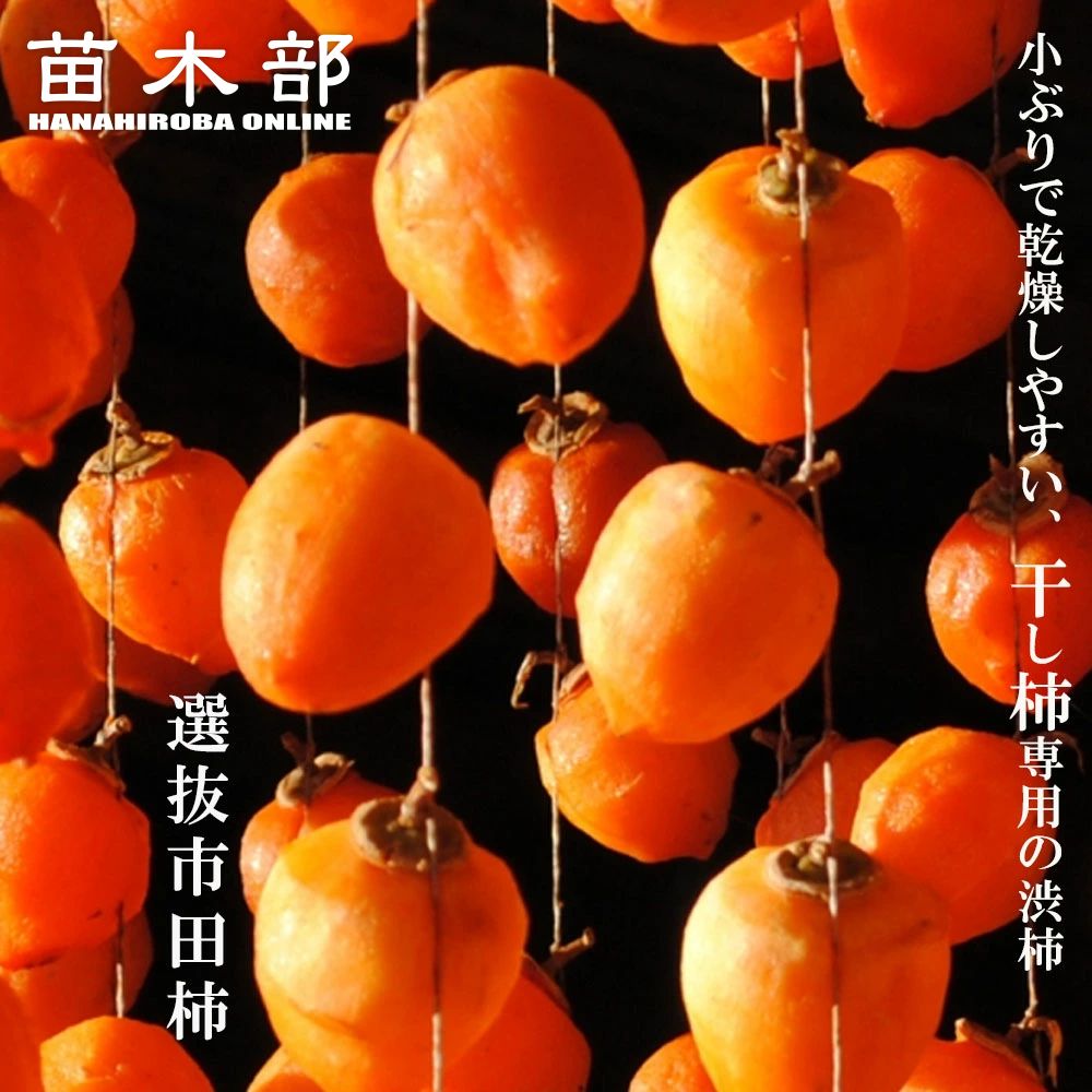 柿の木 オレンジ果実 根鉢付き　富有柿　120センチ 柿の木 オレンジ果実 根鉢付き 富有柿 120センチ