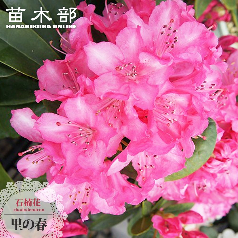 楽天市場】西洋シャクナゲ 【桜狩】 5号鉢植え : 苗木部 by 花ひろば