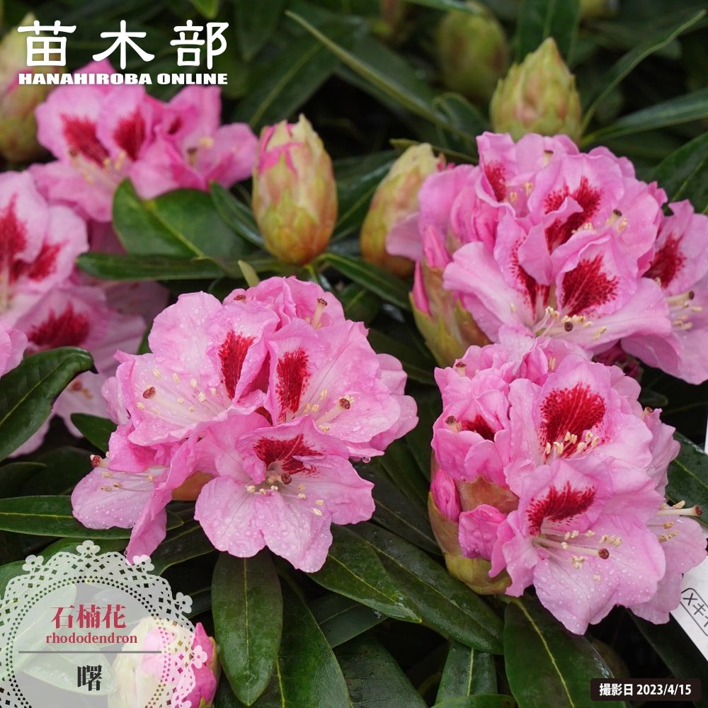 楽天市場】西洋シャクナゲ 【太陽】 5号鉢植え : 苗木部 by 花ひろば