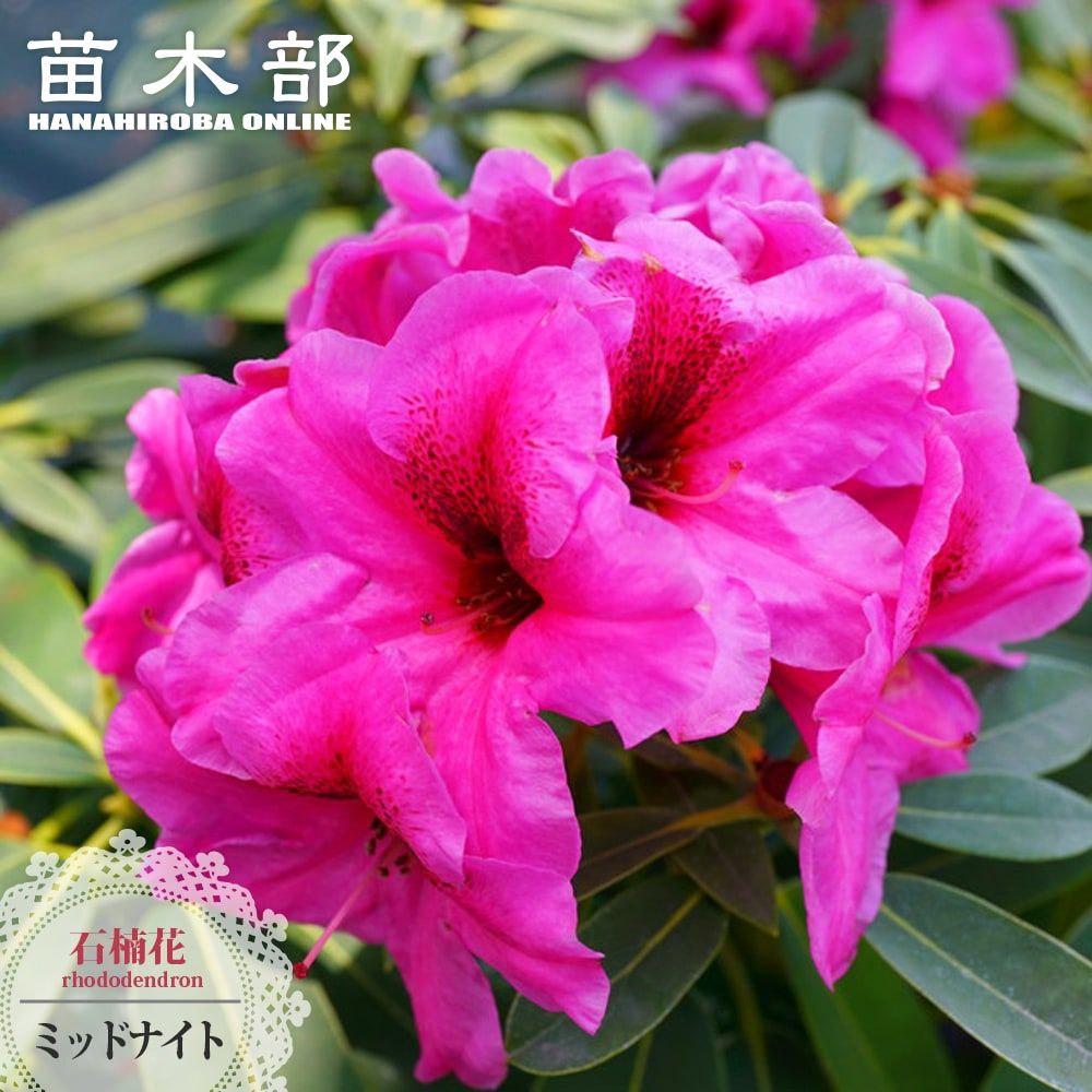 楽天市場】予約販売 シャクナゲ 紫炎 5号鉢 開花予定株 蕾付き 西洋