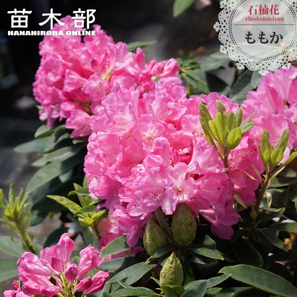 楽天市場】日本シャクナゲ 隠岐（オキ）5号鉢植え 苗木(c12) : 千草園芸