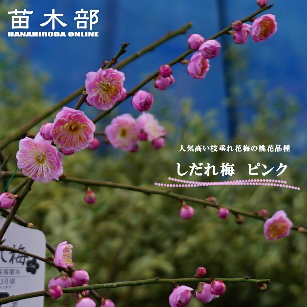 楽天市場】ライラック 苗 赤紫 品種 ミセスエドワードハーディング