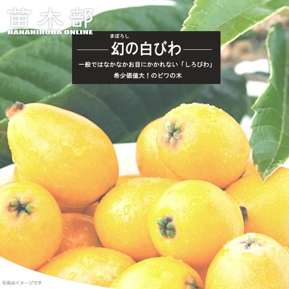 楽天市場】【現品】斑入り枇杷の木（フイリビワ） 苗木(接木苗) 樹高