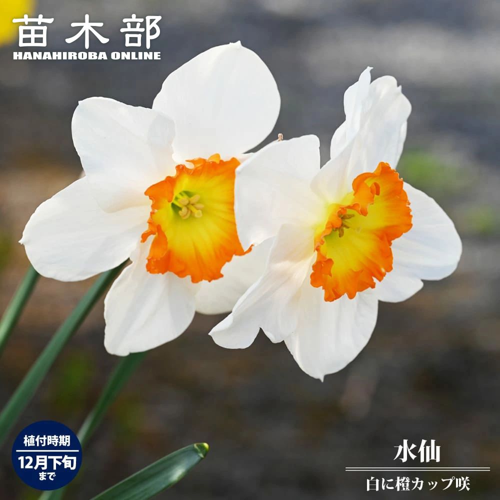 水仙球根 2球 2個 イエロー 黄色 八重咲き フリフリ ひらひら 楽天市場】水仙 【八重咲き 黄花品種】 球根 （2球入