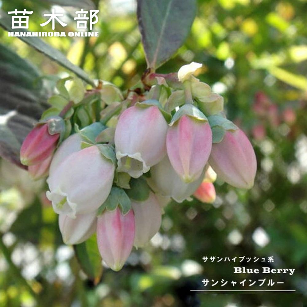 楽天市場】【オニール】 サザンハイブッシュ系 2年生挿木苗