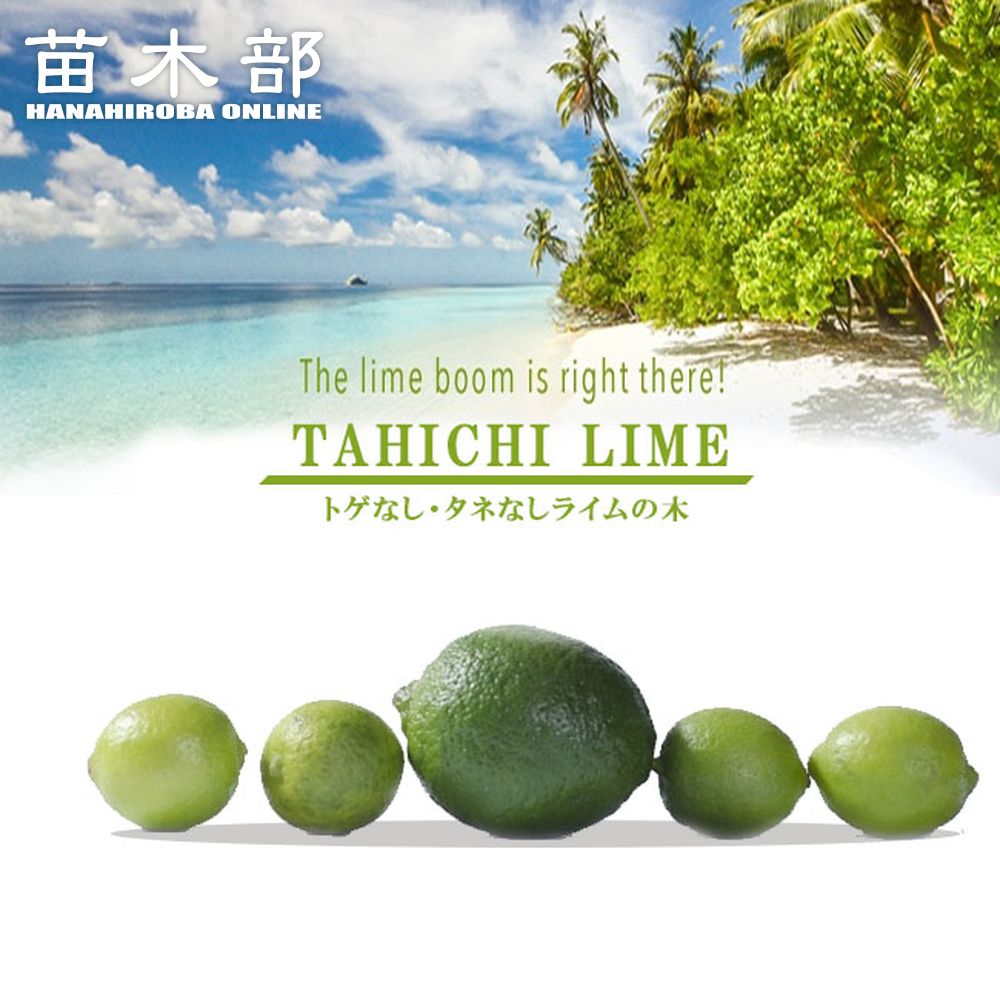 tahichi-limes01-logo.jpg