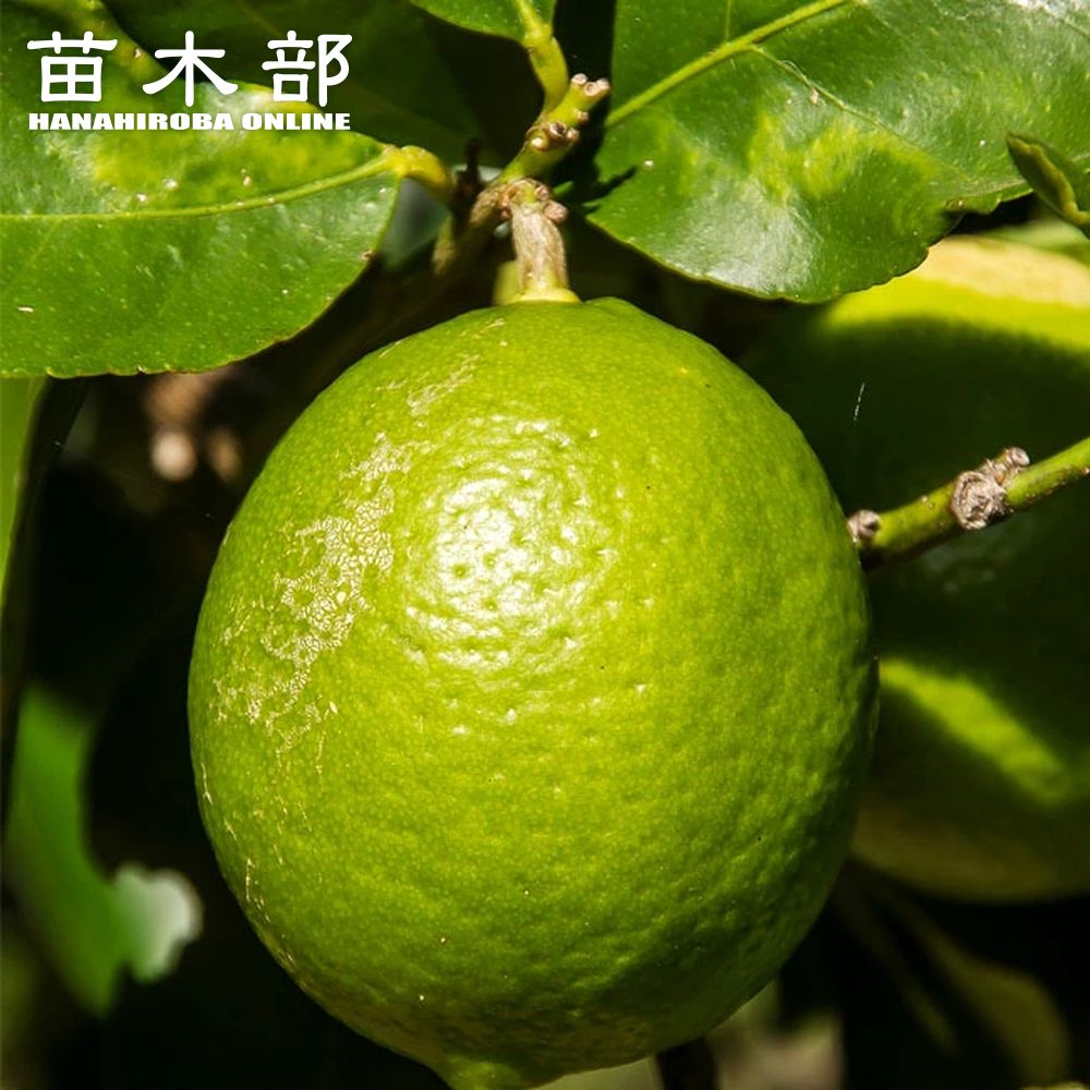楽天市場】ライム 苗木 【キンカンライム】 1年生接木苗 : 苗木部 by