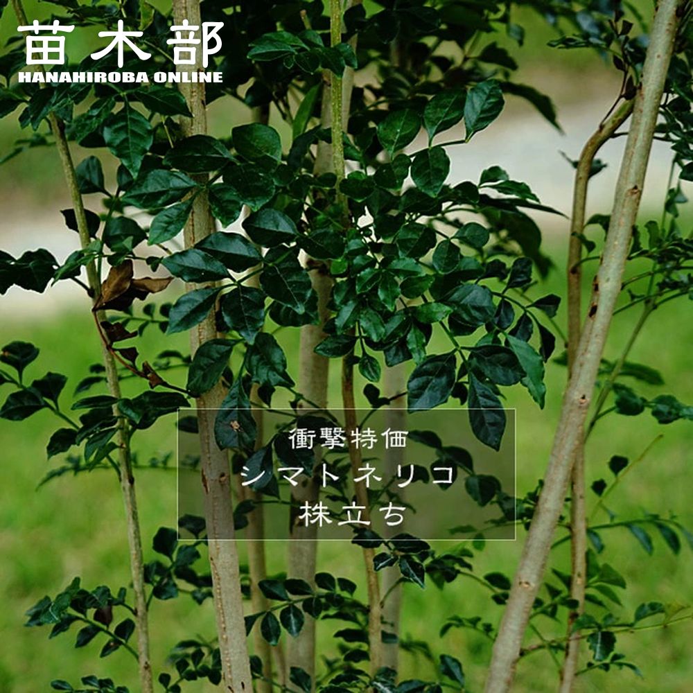 楽天市場】ハイノキ （大） 株立ち 根巻大苗 寄せ株 【大型宅配便