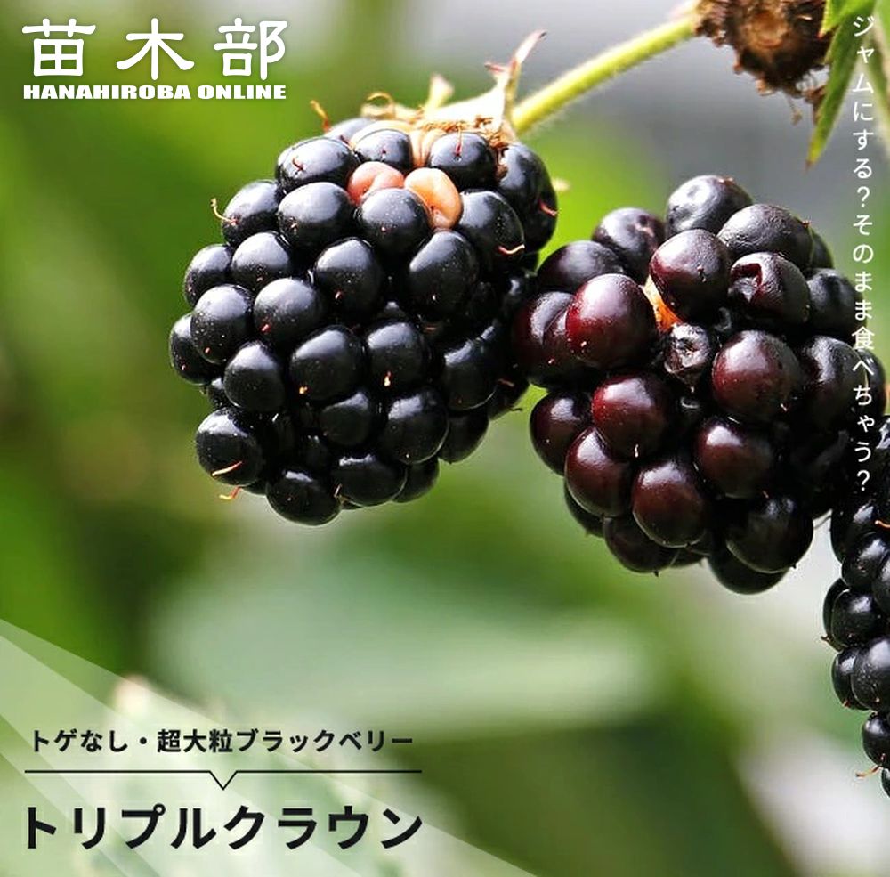 ブラックベリー7キロ＊ 楽天市場】トゲなし ブラックベリー 【ジャンボ】 ポット苗
