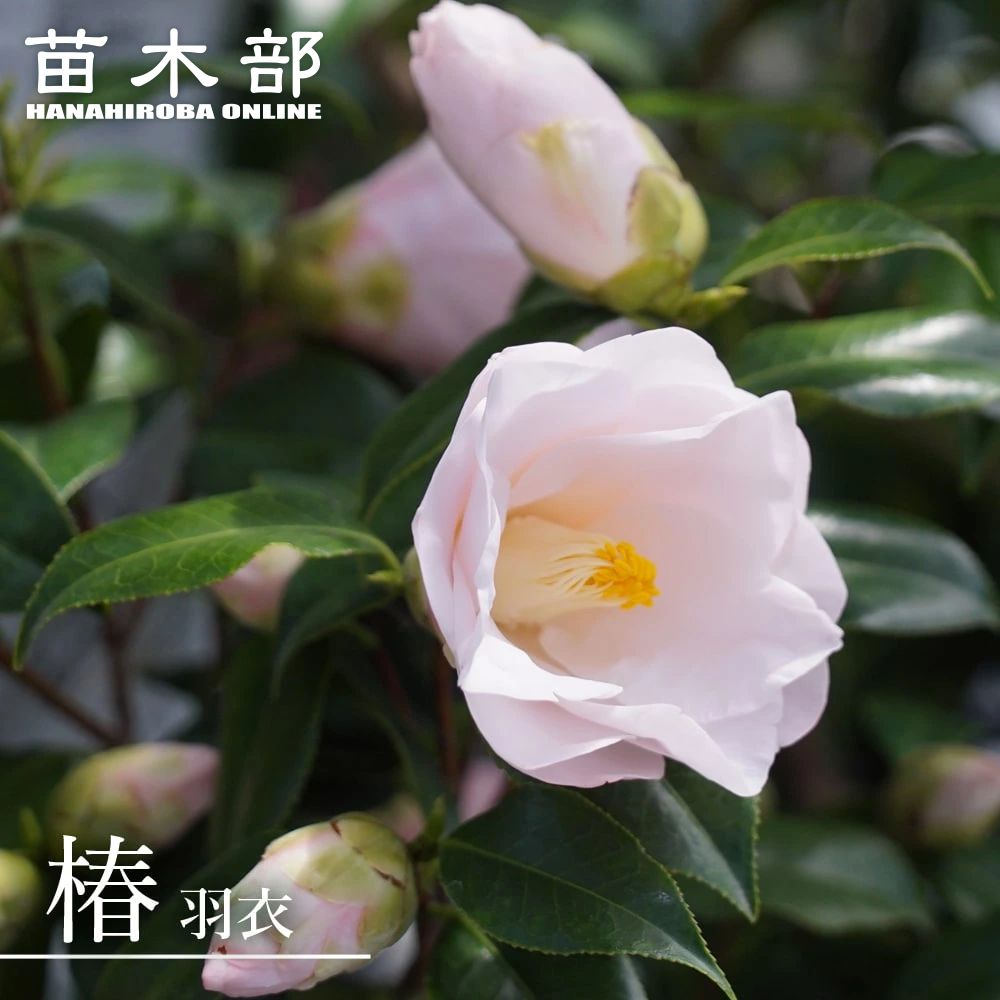 楽天市場】椿 苗 【白侘び助 （シロワビスケ）】 接木 白鉢植え 開花