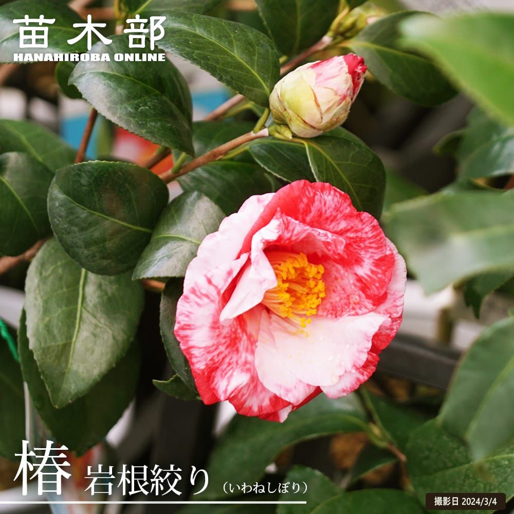 楽天市場】椿 苗 【白孔雀（シロクジャク）】 接木 白鉢植え 開花 2～4