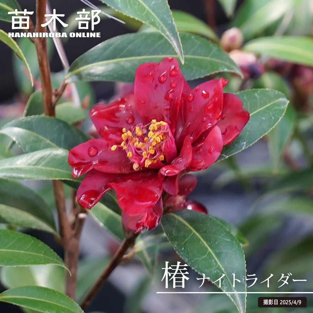 楽天市場】楽天スーパーセール対象商品 椿 苗 【曙 （あけぼの