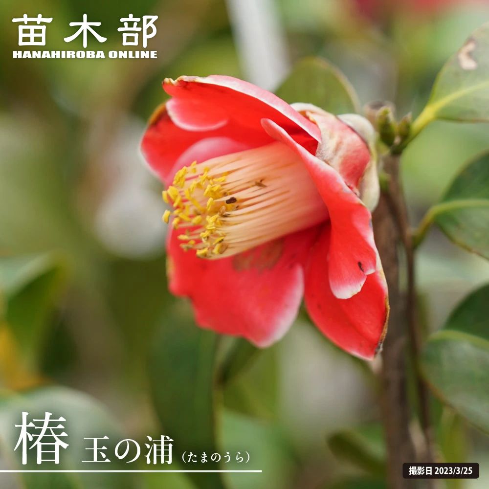 楽天市場】椿 苗 【楼蘭】 接木 白鉢植え 開花 12～3月 : 苗木部 by