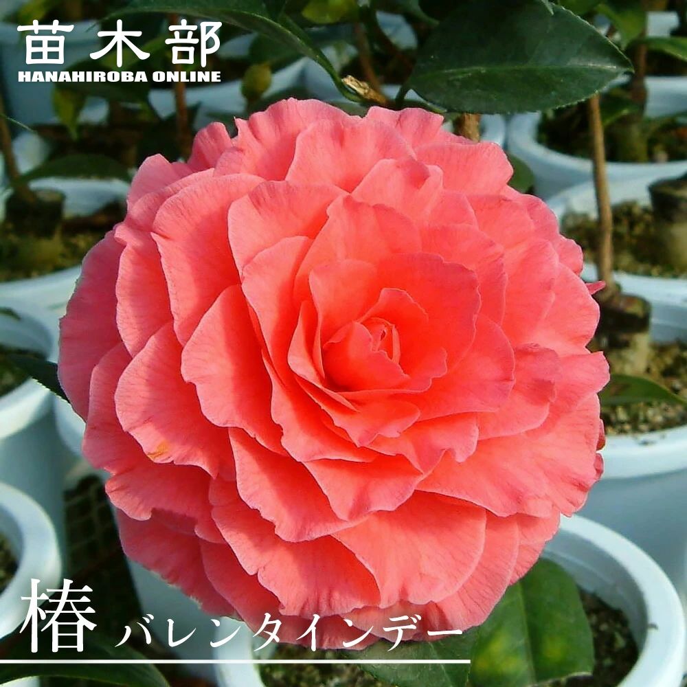 楽天市場】椿 苗 【頌花宴 （ショウカエン）】 接木 白鉢植え 開花 2