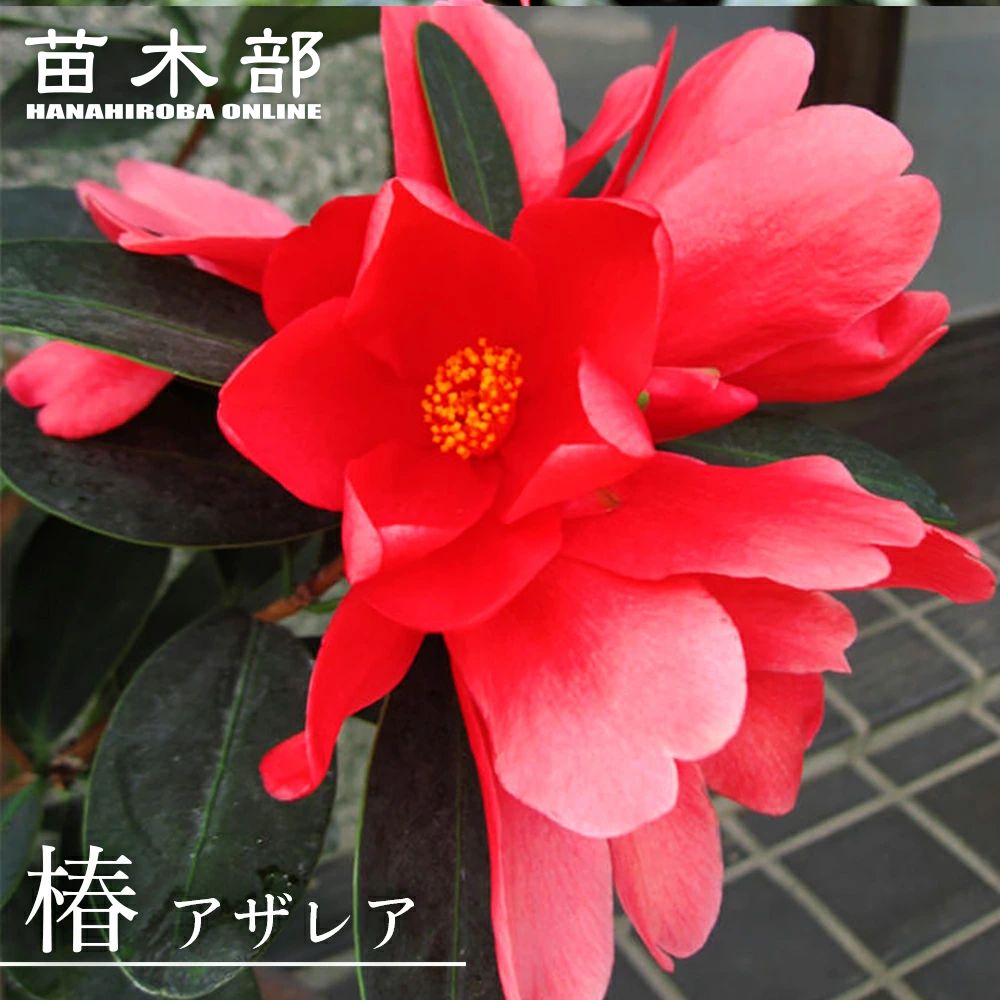 楽天市場】椿 苗 【楼蘭】 接木 白鉢植え 開花 12～3月 : 苗木部 by