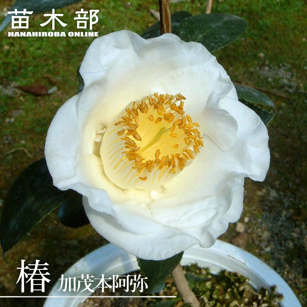 楽天市場】椿（ツバキ）加茂本阿弥（カモホンナミ) 4.5号 苗木(g03-2