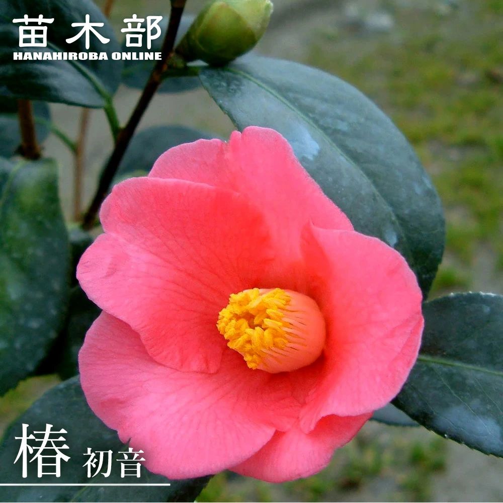 楽天市場】椿 苗 【楼蘭】 接木 白鉢植え 開花 12～3月 : 苗木部 by