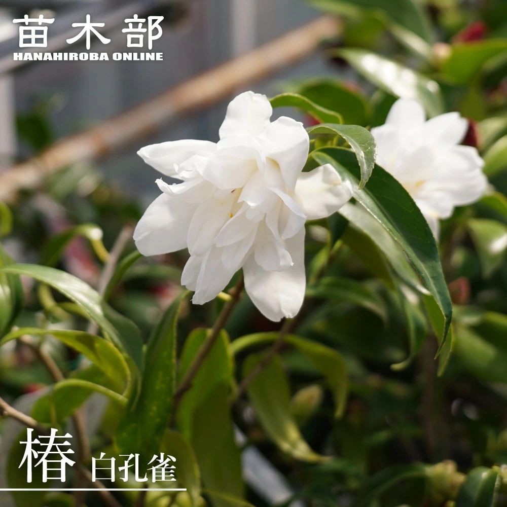 楽天市場】椿 苗 【頌花宴 （ショウカエン）】 接木 白鉢植え 開花 2