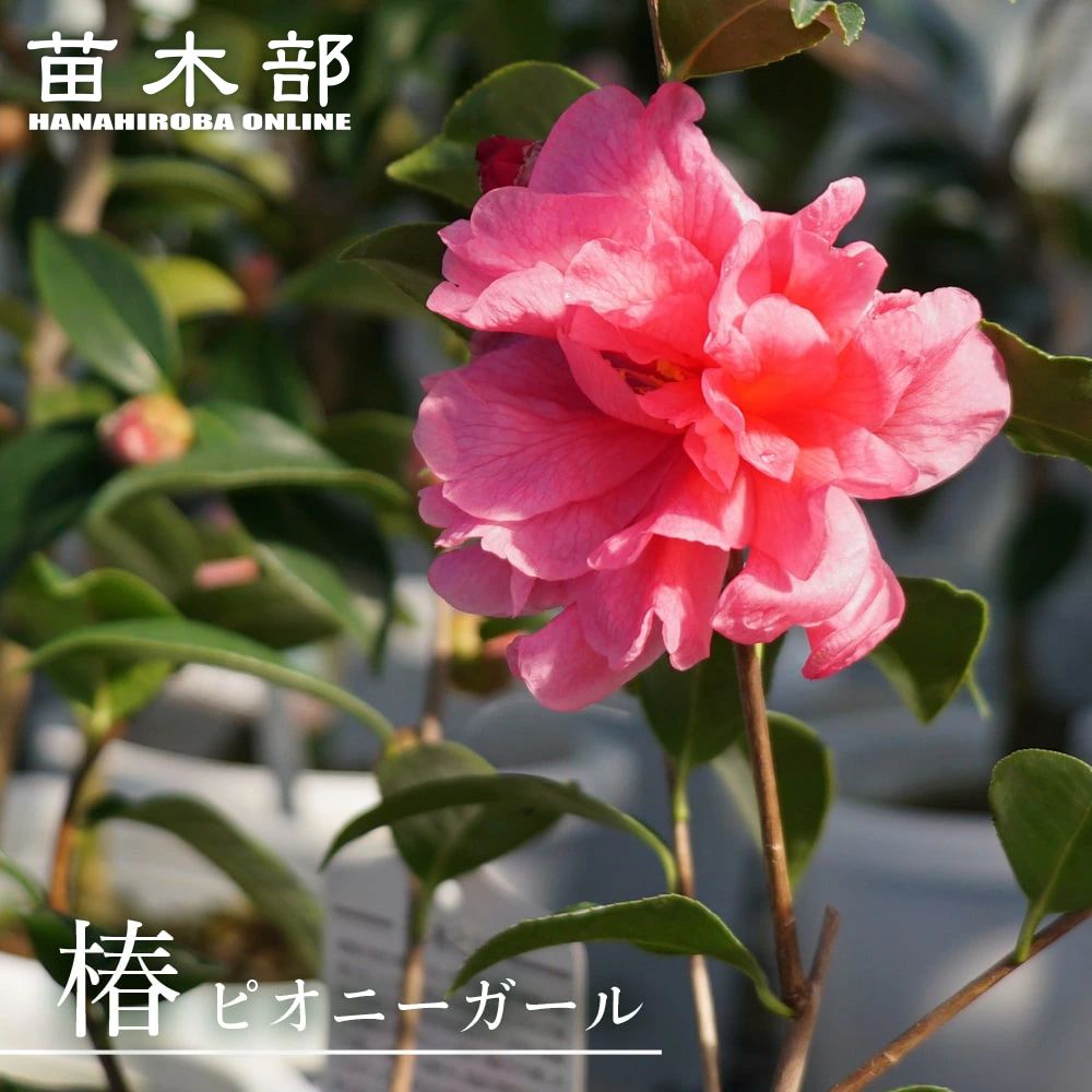 楽天市場】椿 苗 【ファイヤーダンス】 接木 白鉢植え 開花 3～5月