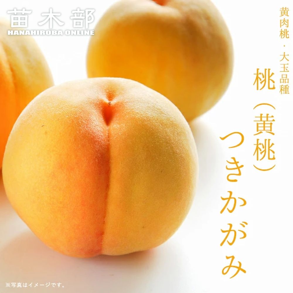 楽天市場】桃 苗木 【黄金桃】 黄桃 1年生接木苗 : 苗木部 by 花
