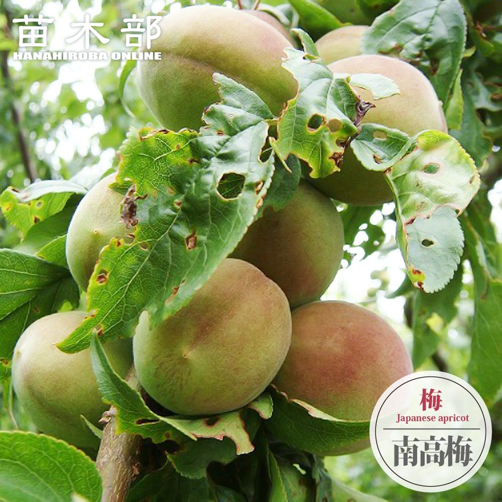 楽天市場】梅の苗木 【南高梅】 実梅 うめ 2年生接木苗 スリット鉢植え