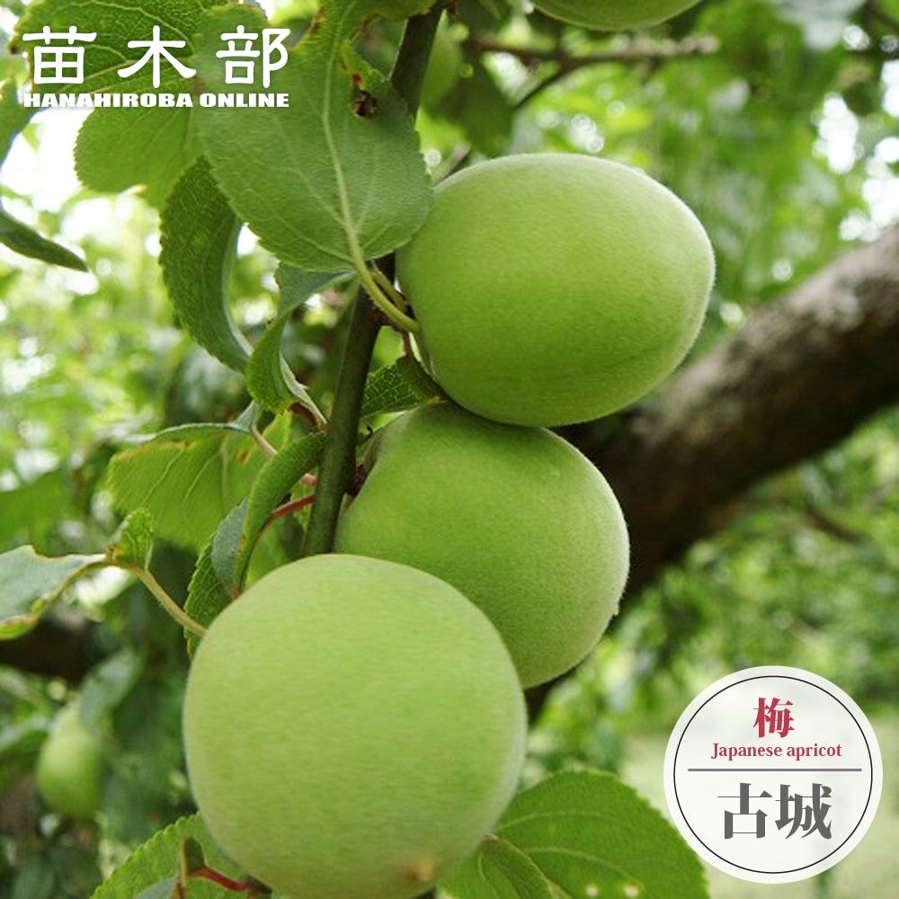 ume011_01-logo.jpg