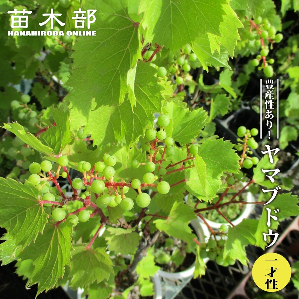 野葡萄 苗 ③ 楽天市場】斑入りノブドウ エレガンス 3号ポット苗 （野ぶどう