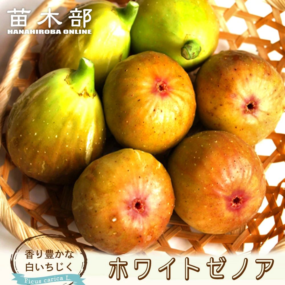 楽天市場】いちじく 【ゼブラスイート】 1年生苗 : 苗木部 by 花