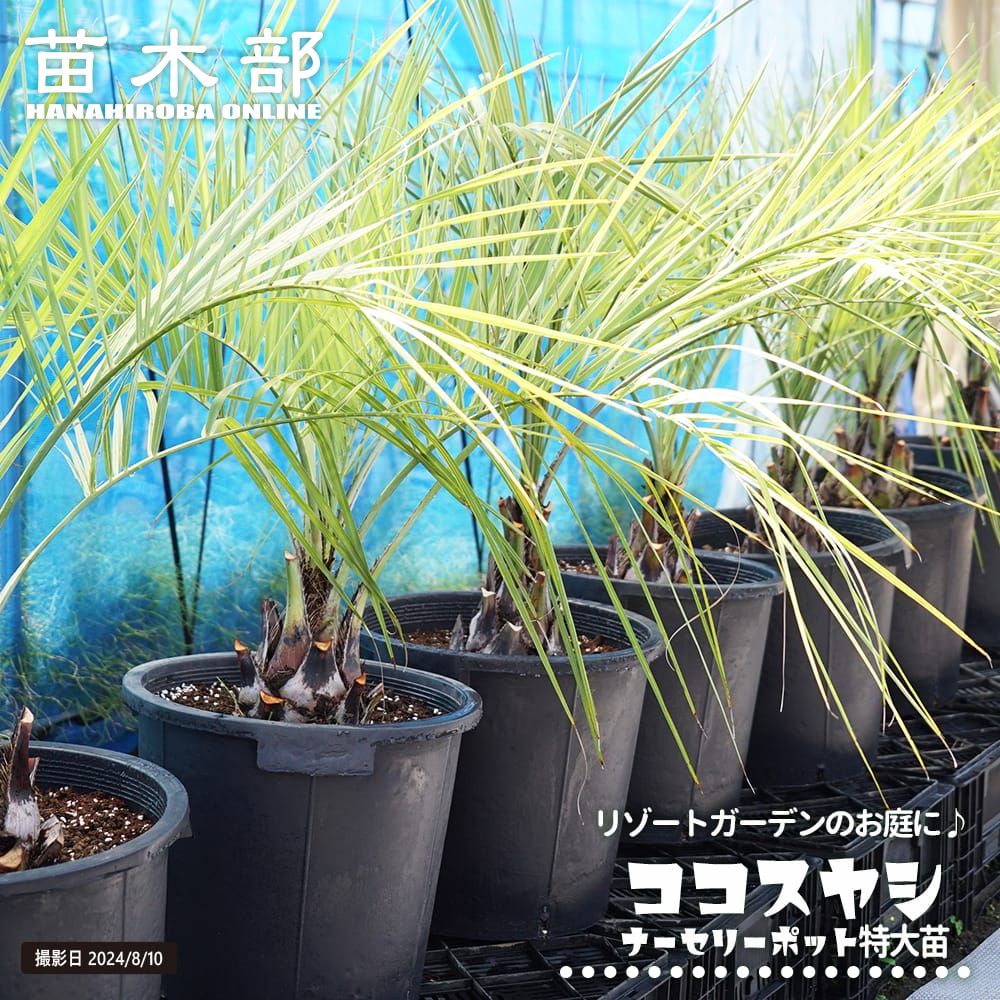 ヤシの木 【ココスヤシ】 ナーセリーポット植え 特大苗 大型宅配便・大梱包｜苗木部 ｂｙ 花ひろばオンライン