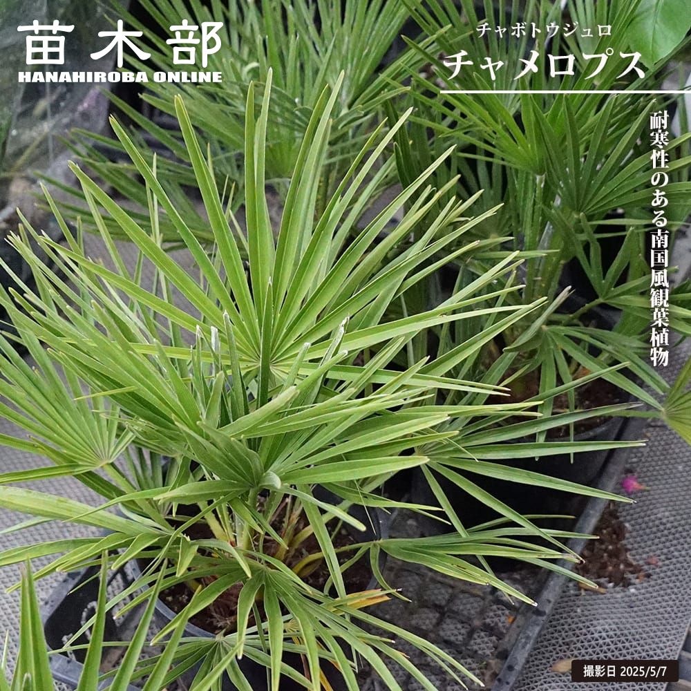 御気に入りの薔薇の見つけ方